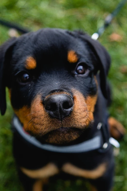 a black and tan dog on some green grass