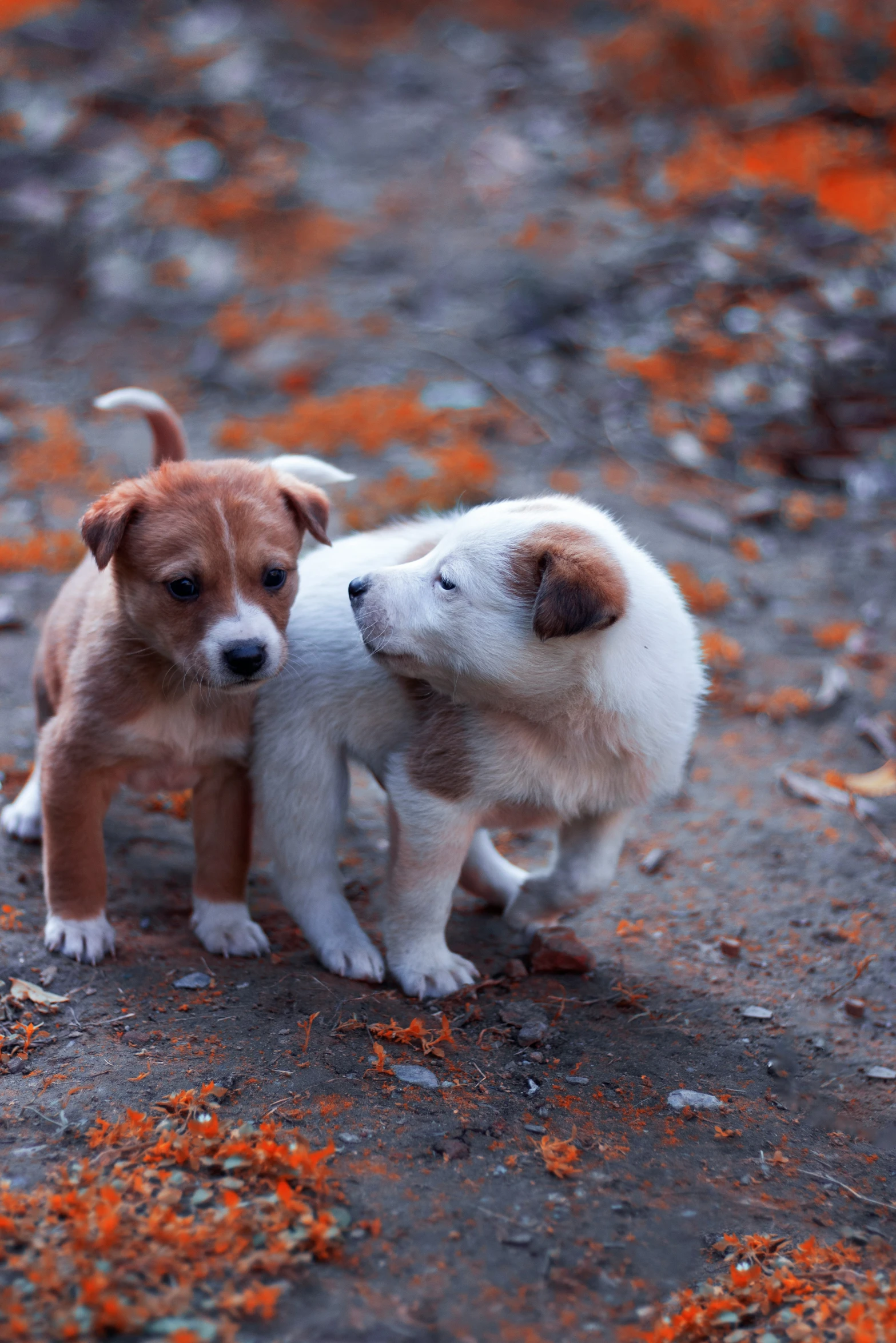 two puppies touching each other on a dirt ground