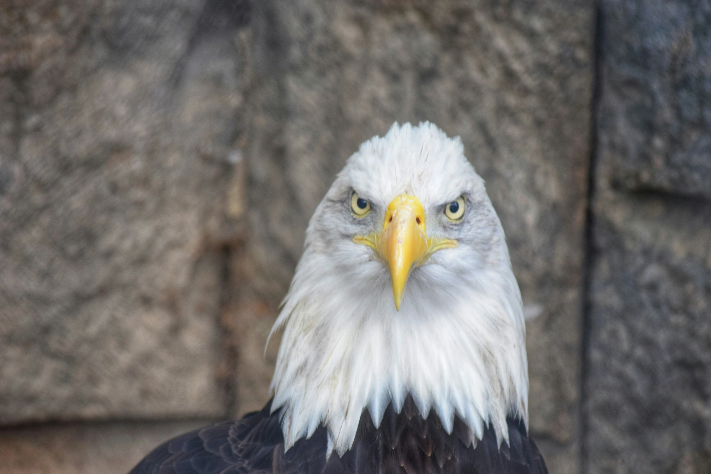 an eagle with its eyes wide open sitting on a ledge