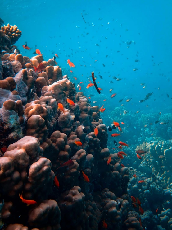 a very colorful coral reef with a lot of fish