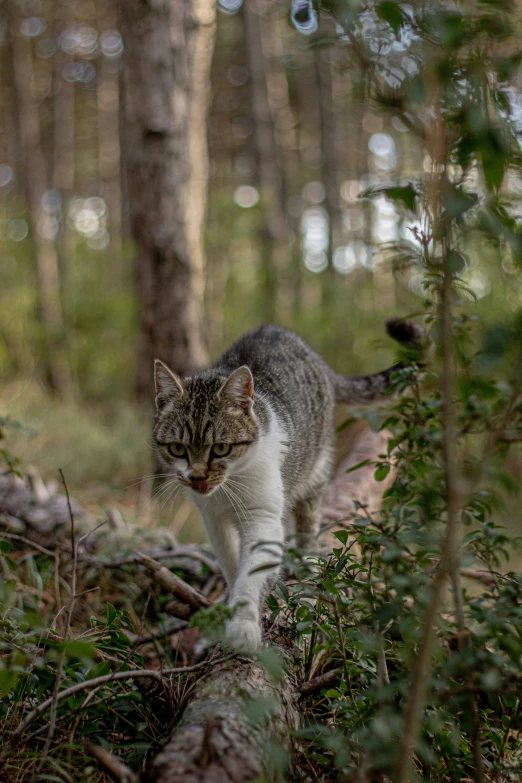 a cat walking through a forest next to tall trees