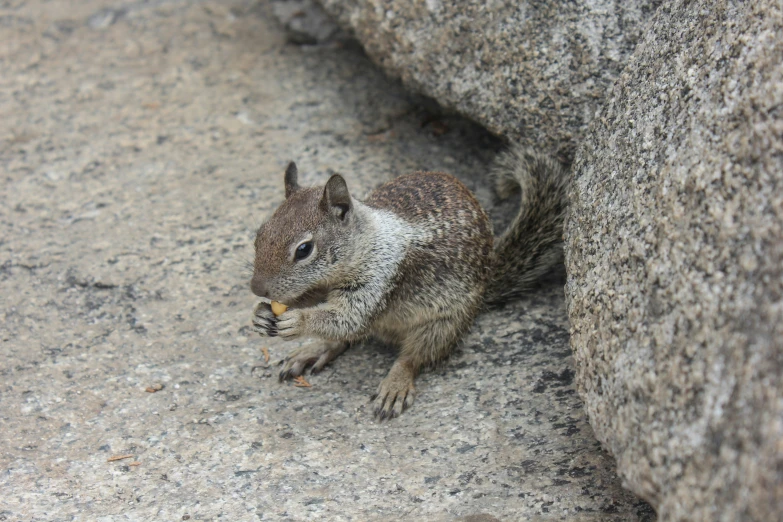 a squirrel eating soing from a hole in the rock