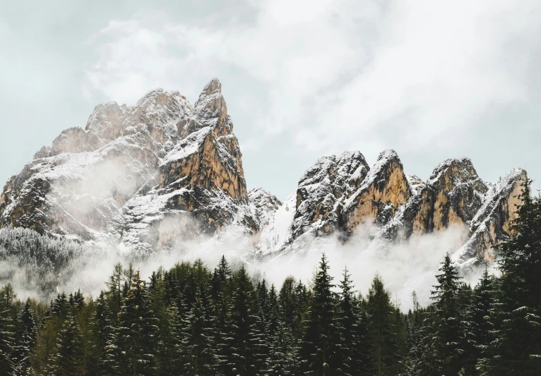 the trees on this mountain are snow covered