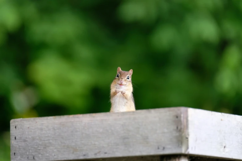 a small squirrel sitting on a wooden ledge