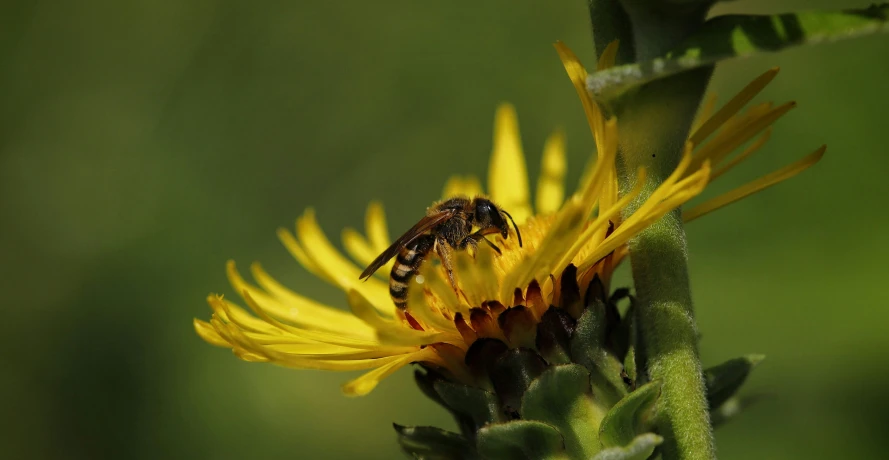 a bee sitting on top of a yellow flower