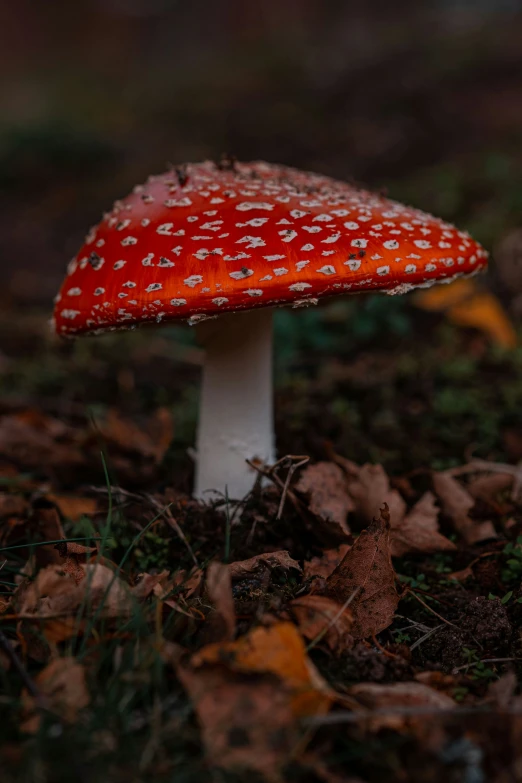 a red and white toad - like mushroom growing on the forest floor