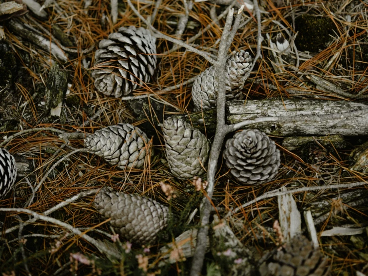 a bunch of pine cones laying in the grass