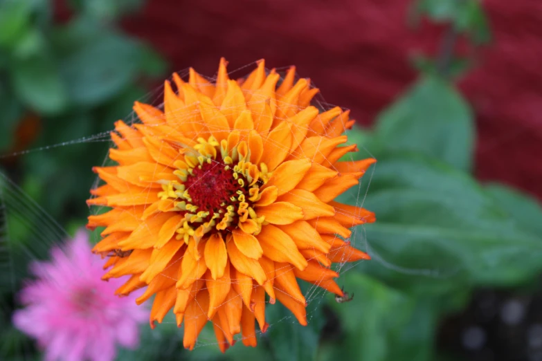 an orange flower with yellow stamen and purple petals