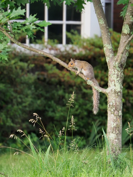 a squirrel in a tree next to a building