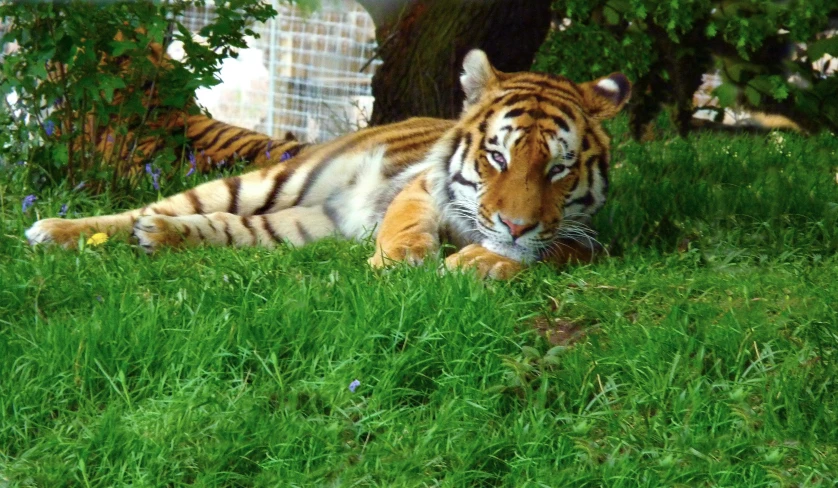 a tiger laying in the grass looking around