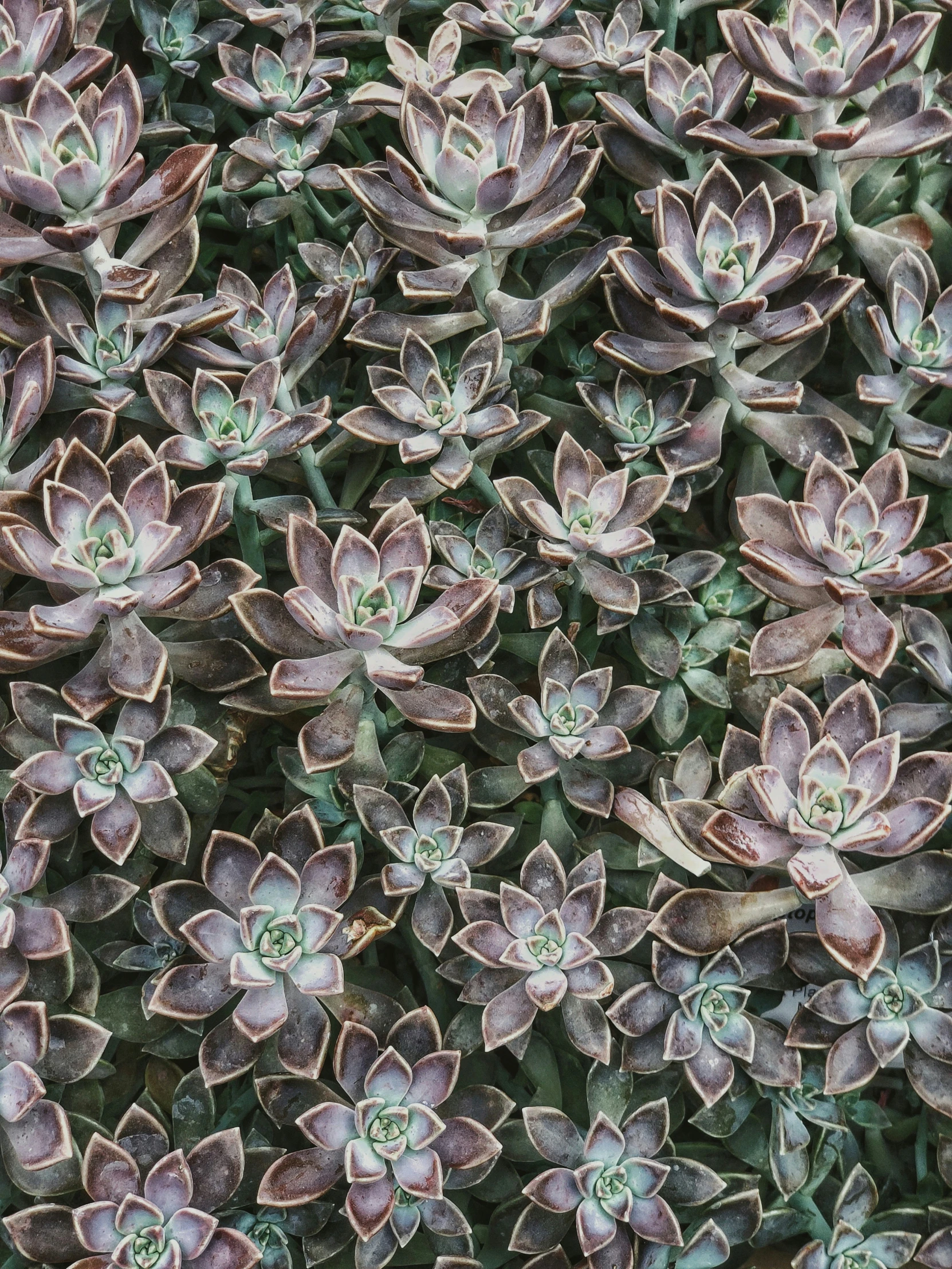 a po of a close - up of a bunch of succulents