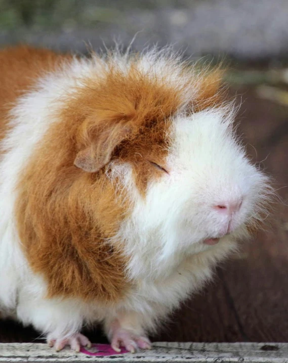 brown and white animal looking at camera from behind