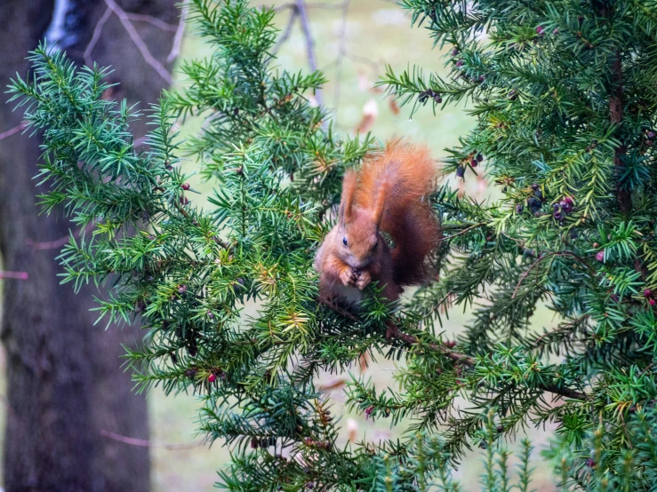 an squirrel in the woods looking at soing