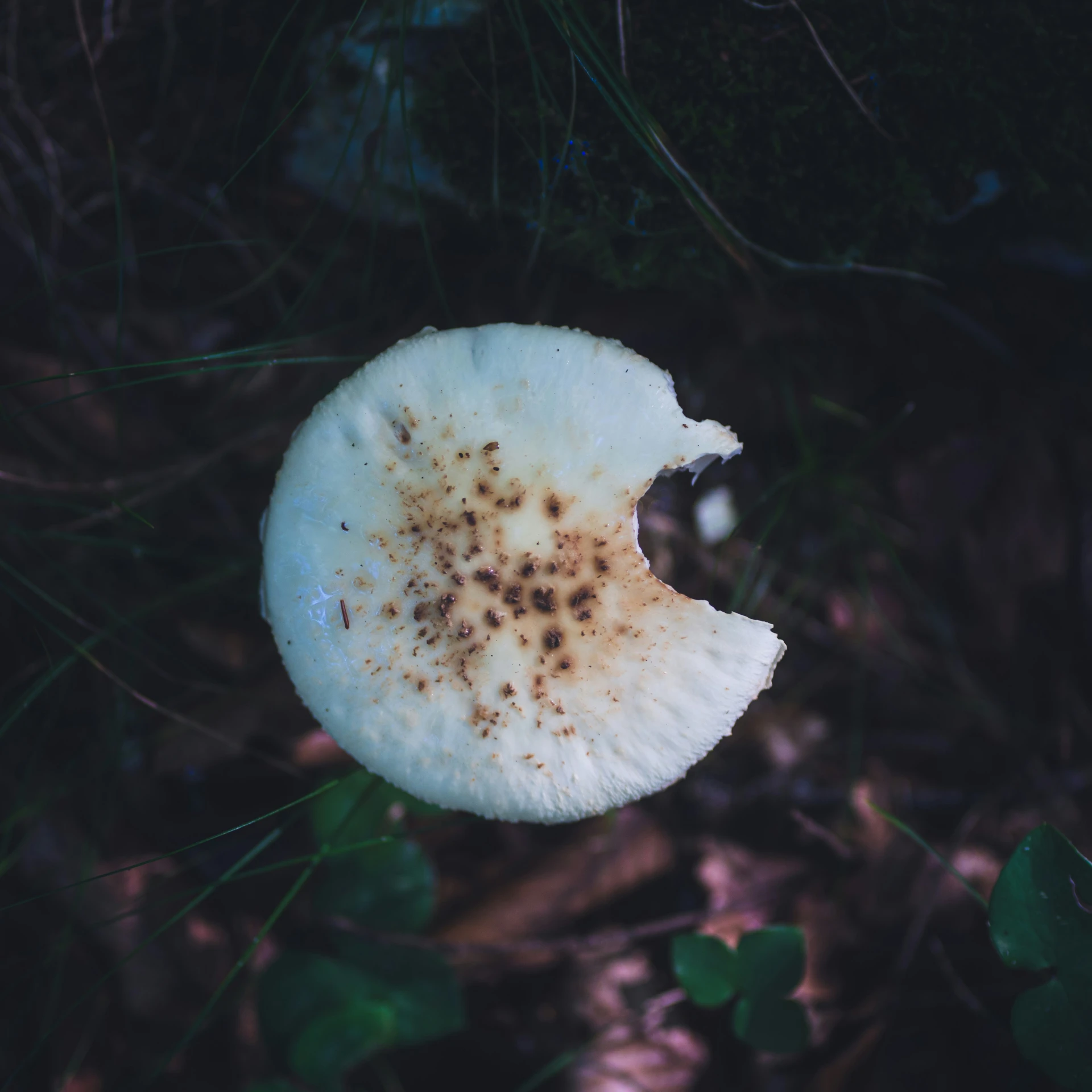 a white fruit that has brown spots on it