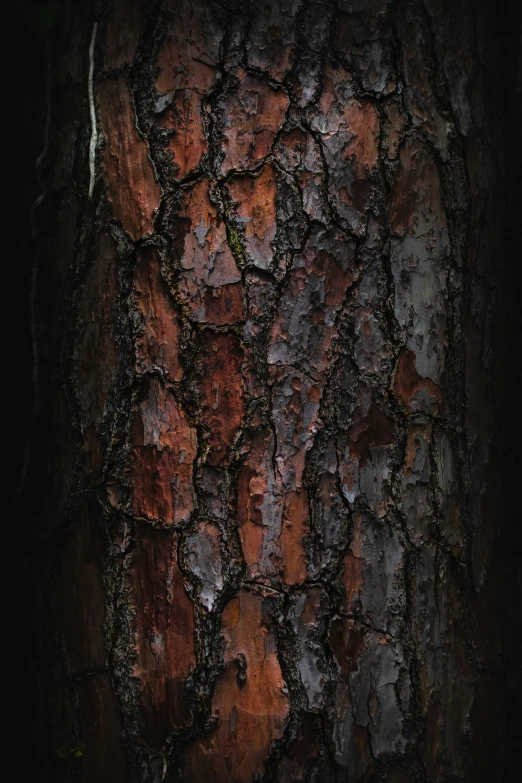 an image of closeup on bark of a tree