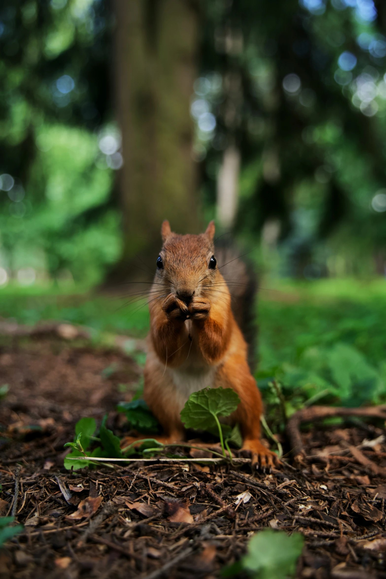 a small brown squirrel is standing in the forest