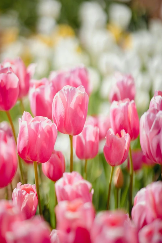 pink flowers are in bloom in the grass