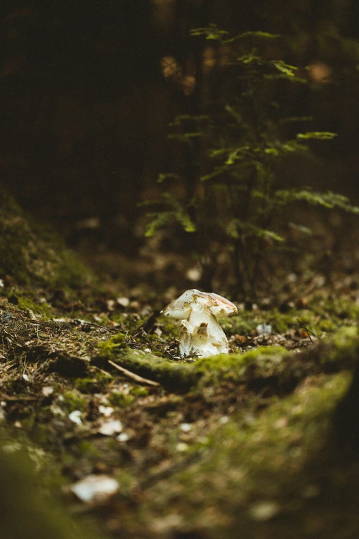 a mushroom is standing in the woods with grass