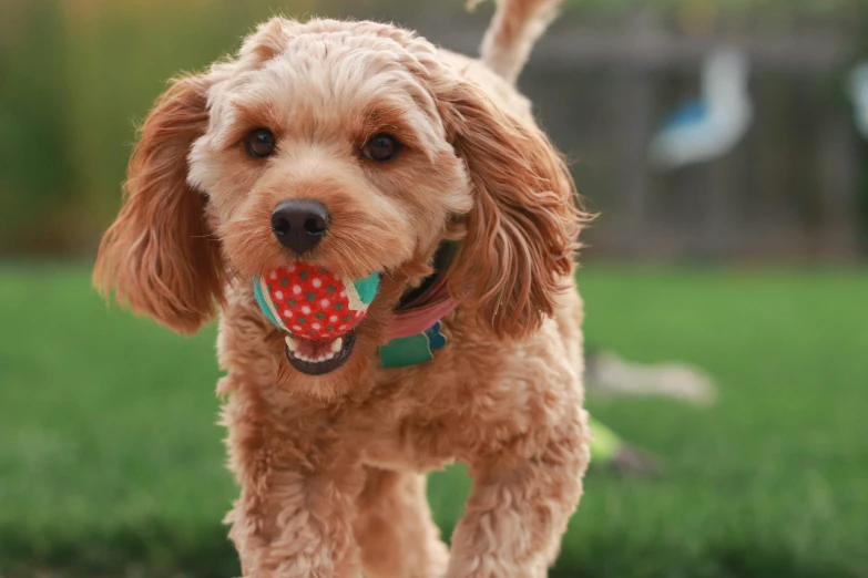 a red dog with a frisbee on his mouth