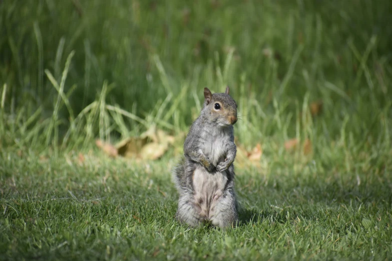 a small squirrel sitting up with its paws folded in the air