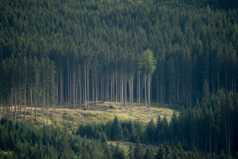 a patch of land nestled next to a forest