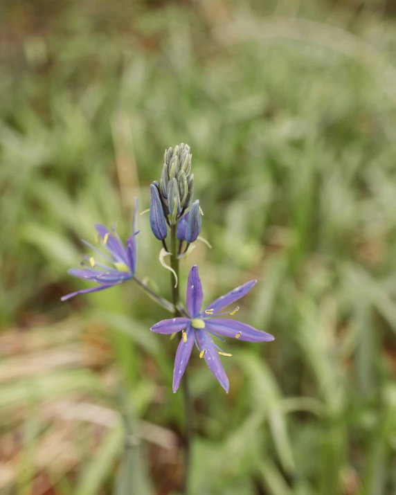 purple flowers with green stems in a field