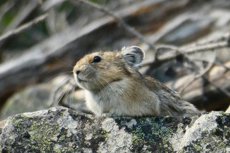 a rodent is peeking out over rocks