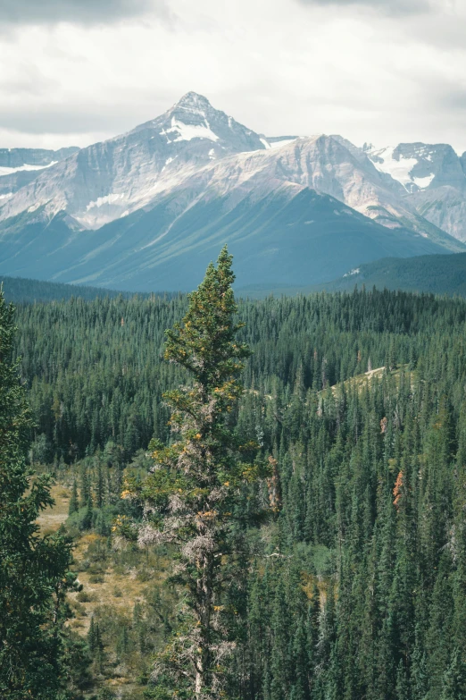 a wooded area with mountains and snow capped peaks