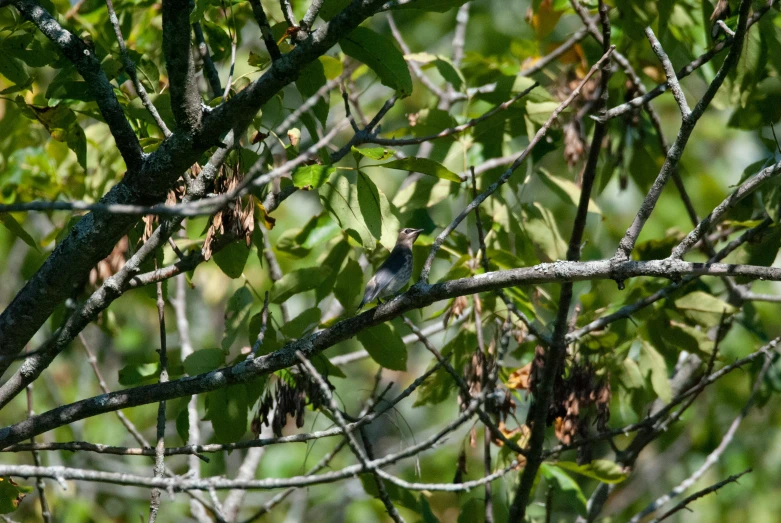 a bird sits on a nch near some leaves