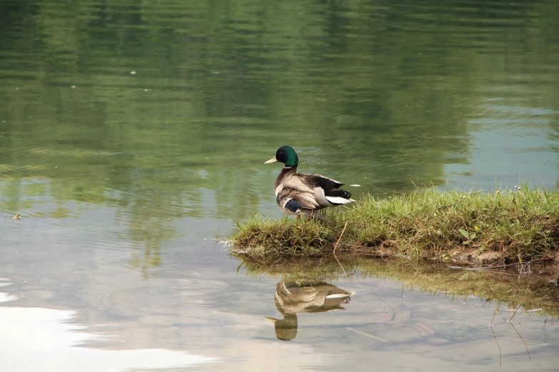 a duck standing in a body of water