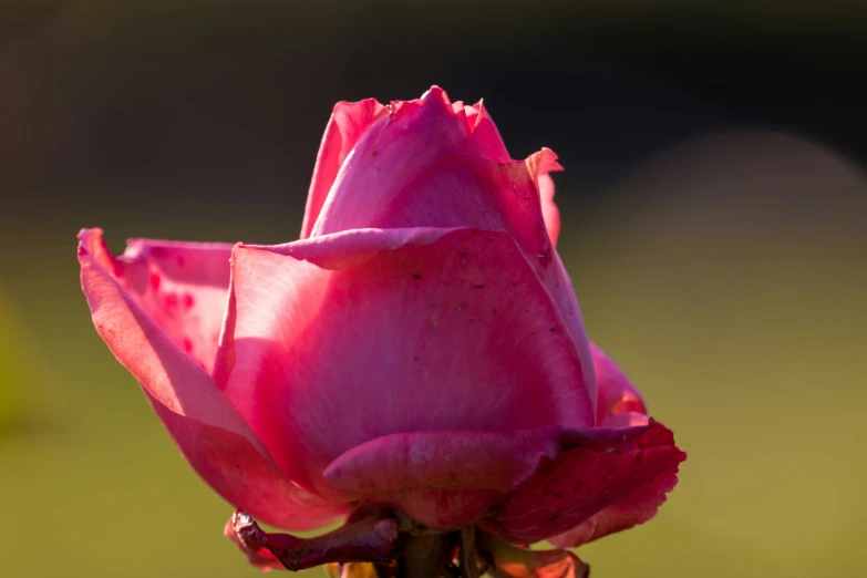 a single pink rose bud in a field