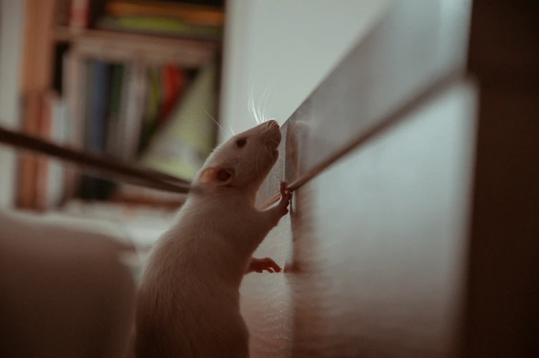 a white rat on top of a wall by some books