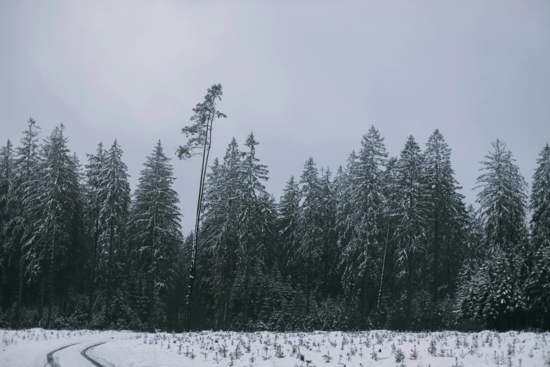 a snowy, tree lined road running through the trees