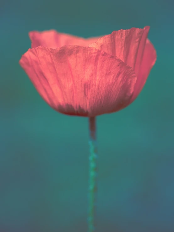 a single red flower is on a teal background