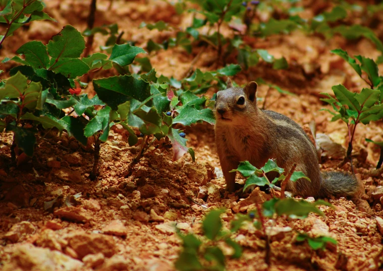 a small squirrel is standing in a barren area