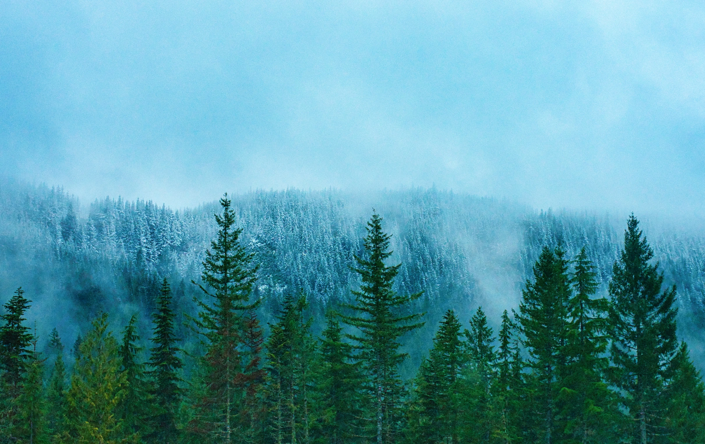 a forest filled with lots of tall green trees