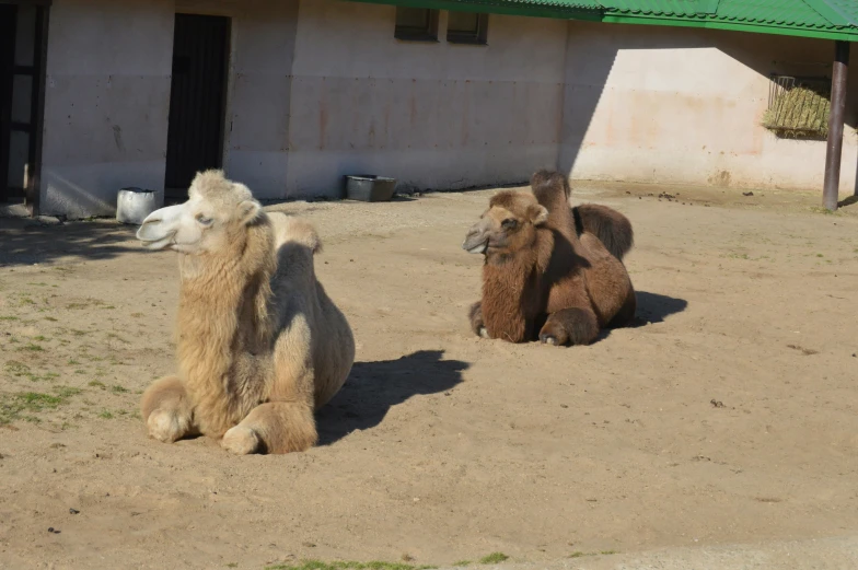 two llamas sitting and standing on the ground next to a building