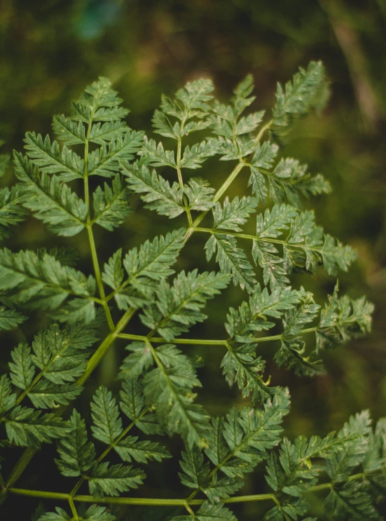 the closeup view of a leafy green plant