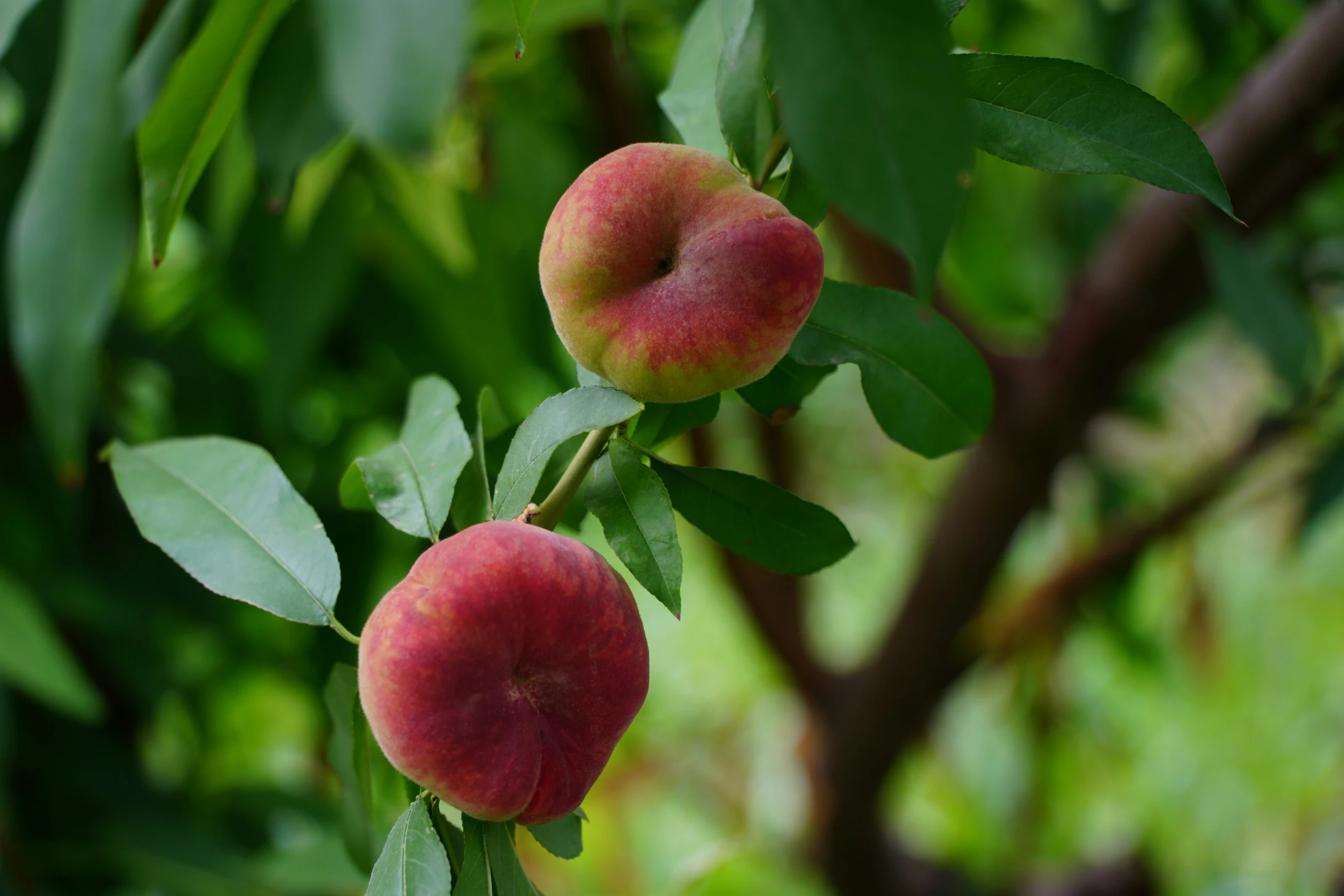 a couple of peaches sitting on top of a tree