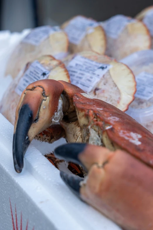 a crab claw is in the display on sale