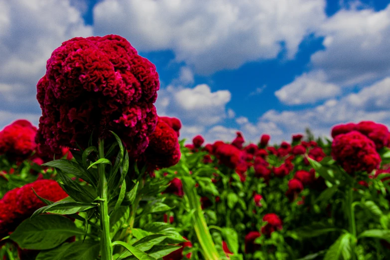 a field full of flowers that are red with green leaves