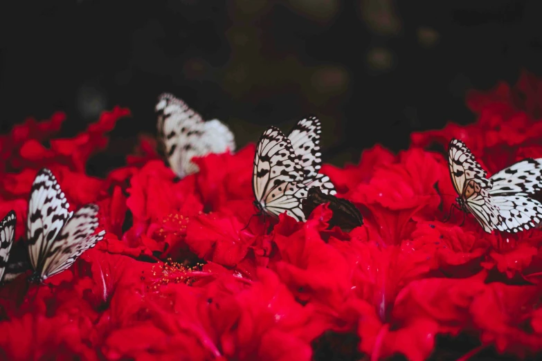 erflies flying in a field of red flowers