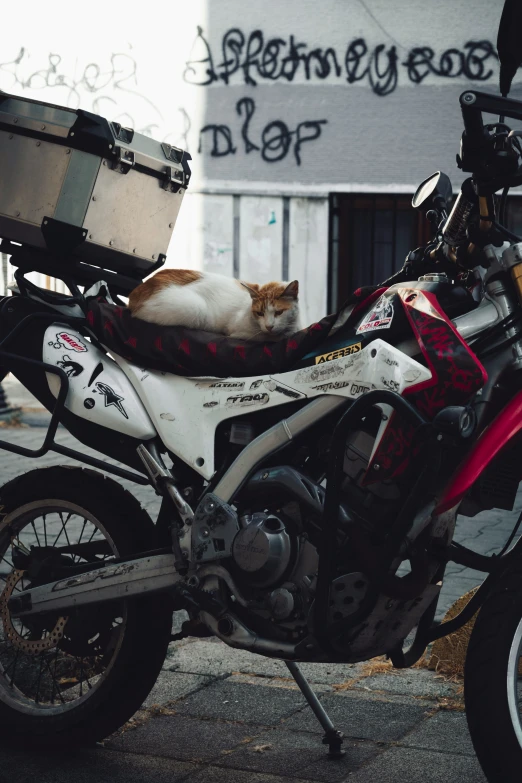 a cat is laying in the back end of a motorcycle