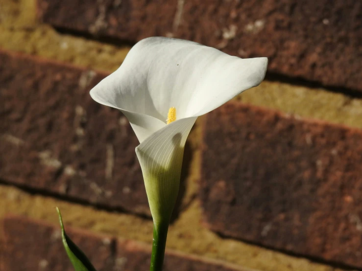 a single white flower sitting in front of a brick wall