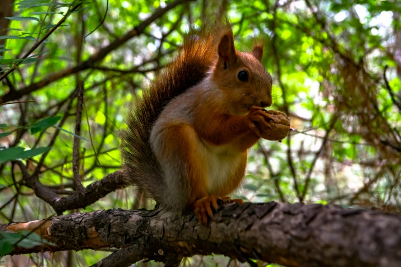 a squirrel is sitting on a tree limb with some food