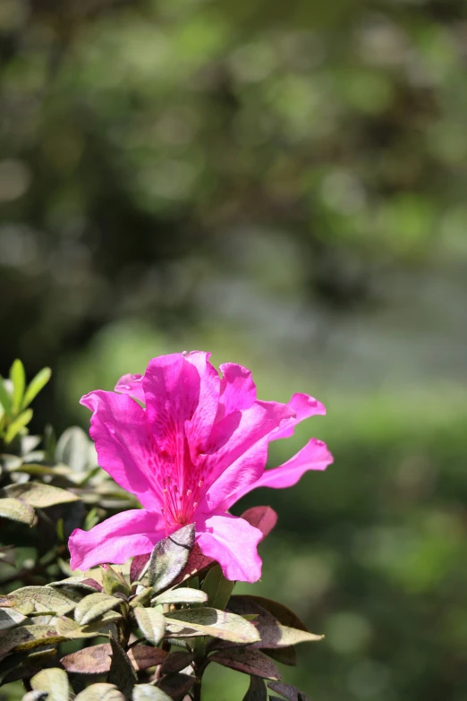 a pink flower is seen in the sunlight