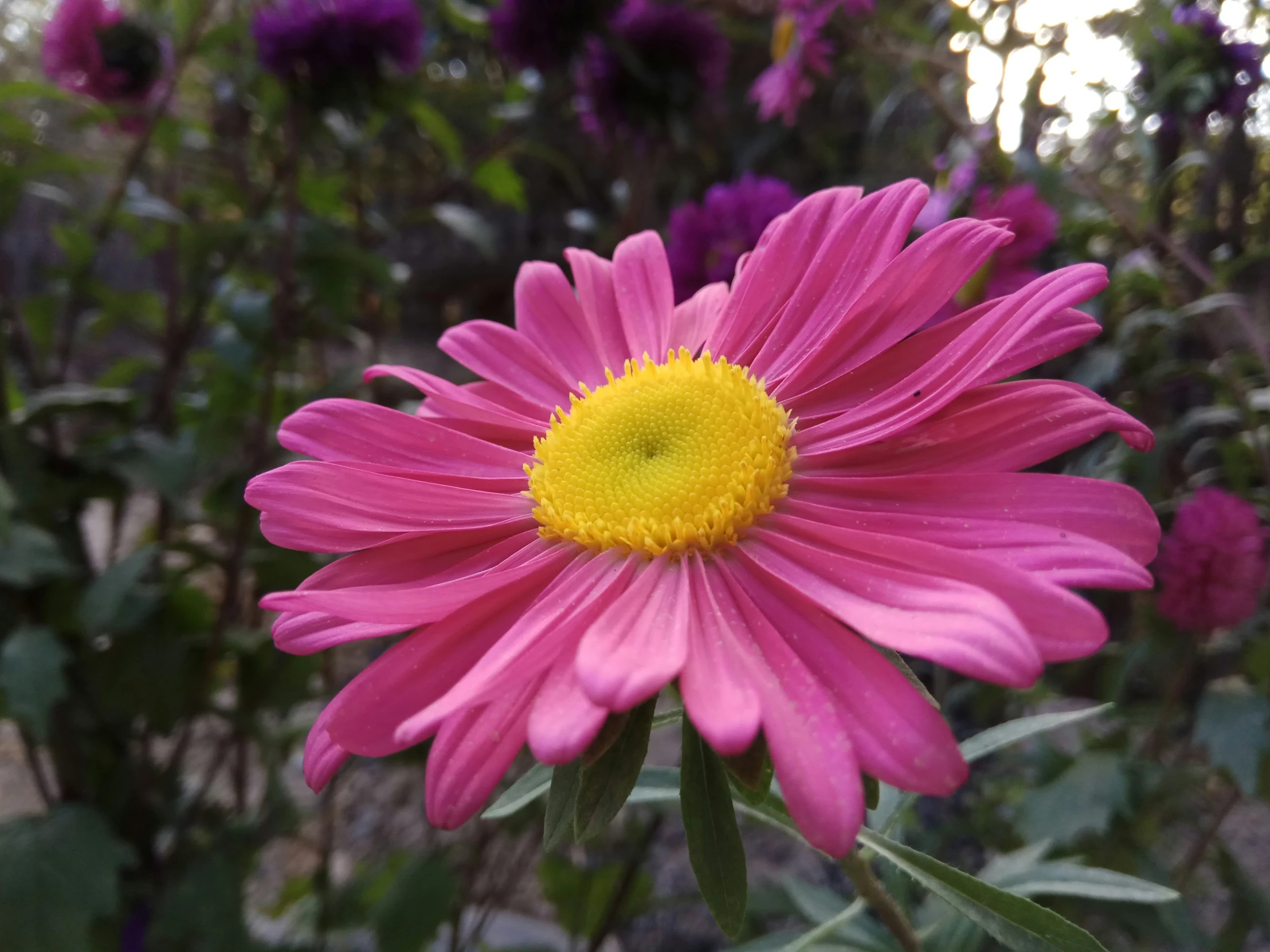 the large pink flower has yellow center