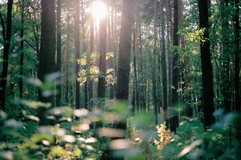 the sun shining through the trees in the woods