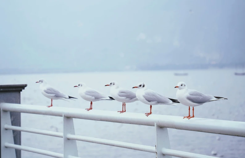 there are five seagulls on the railing of this dock