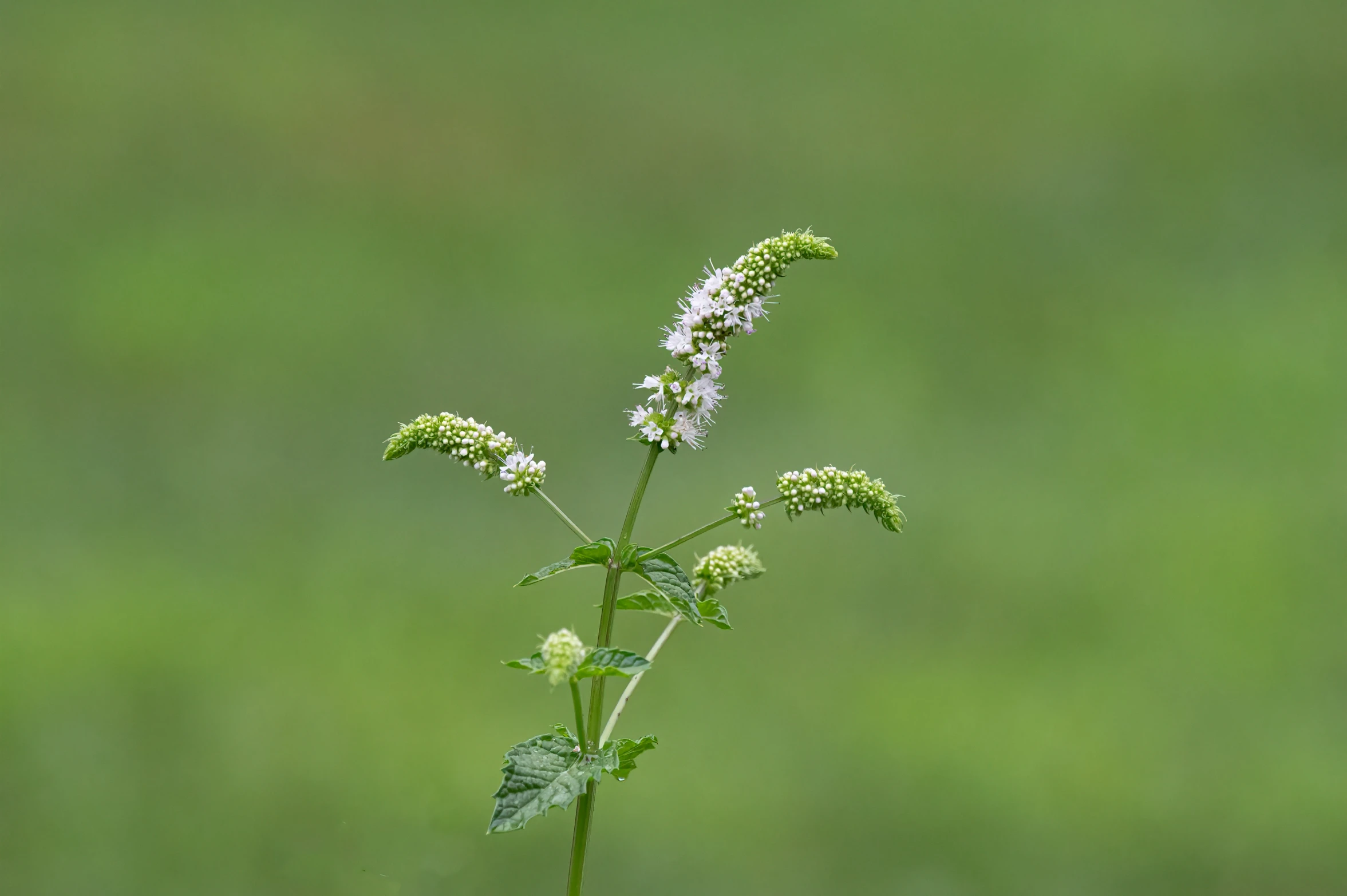 a single flower that is standing up in the grass